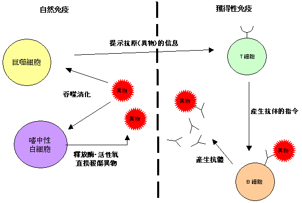 自然免疫與獲得性免疫