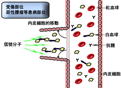 血管新生