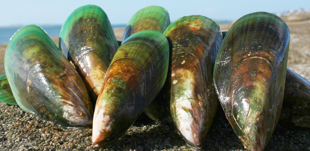 New Zealand Green Lipped Mussel