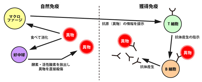 自然免疫と獲得免疫