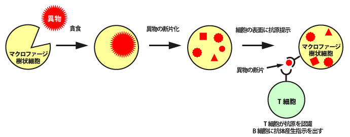 免疫システム - 単球