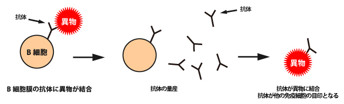 免疫システム - B細胞