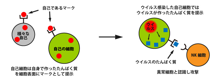 免疫システム - 細胞