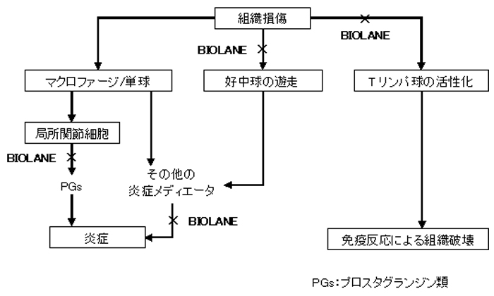 関節炎における炎症と免疫のメカニズム