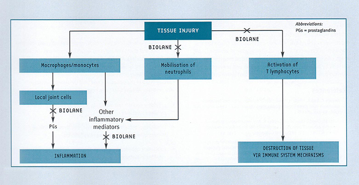 Inflammatory and immune mechanisms in arthritis