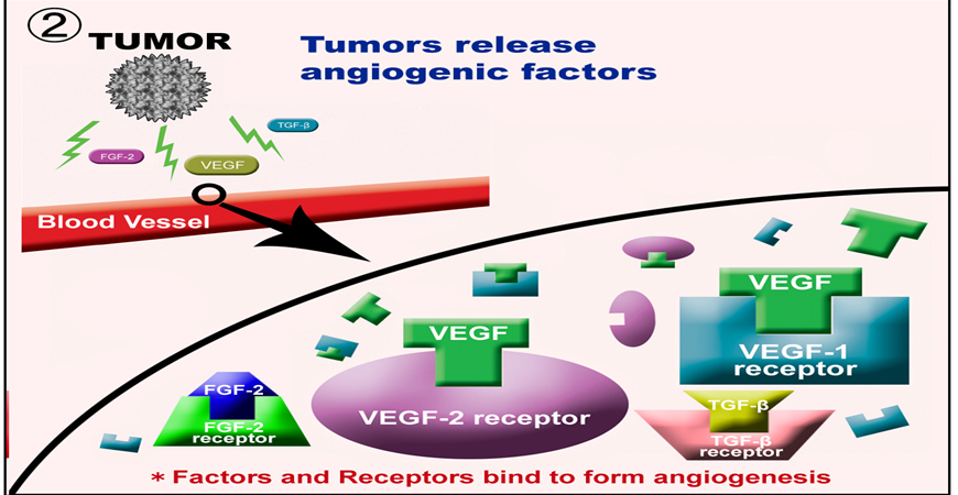 Angiogenesis