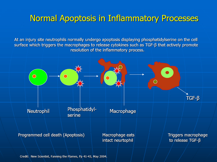 normal apoptosis