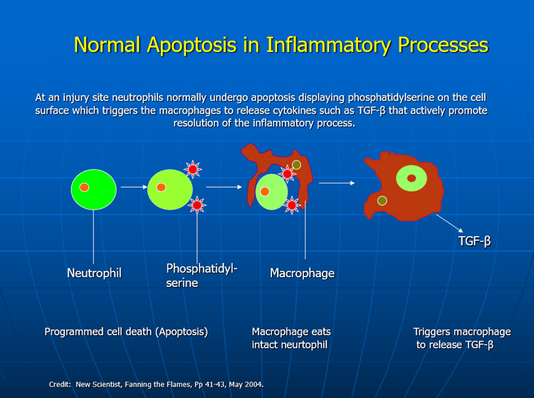 炎症でのアポトーシスの正常な動き