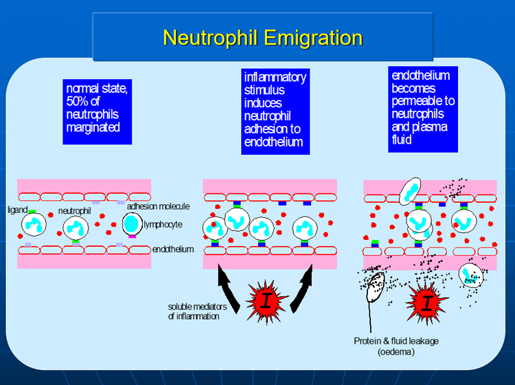 Neutrophil migration