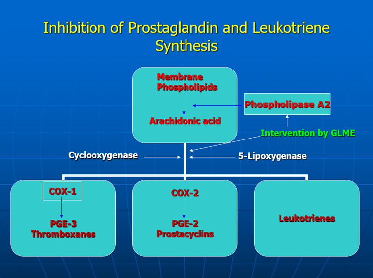 GLME Inhibits Prostaglandin and Leukotriene Synthesis