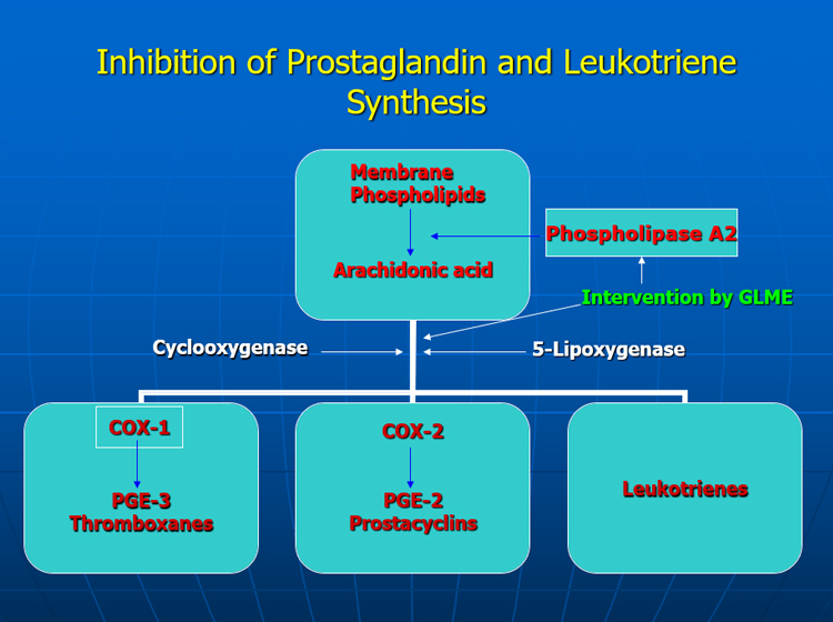 GLMEのプロスタグランジン、ロイトコリエン合成阻害作用